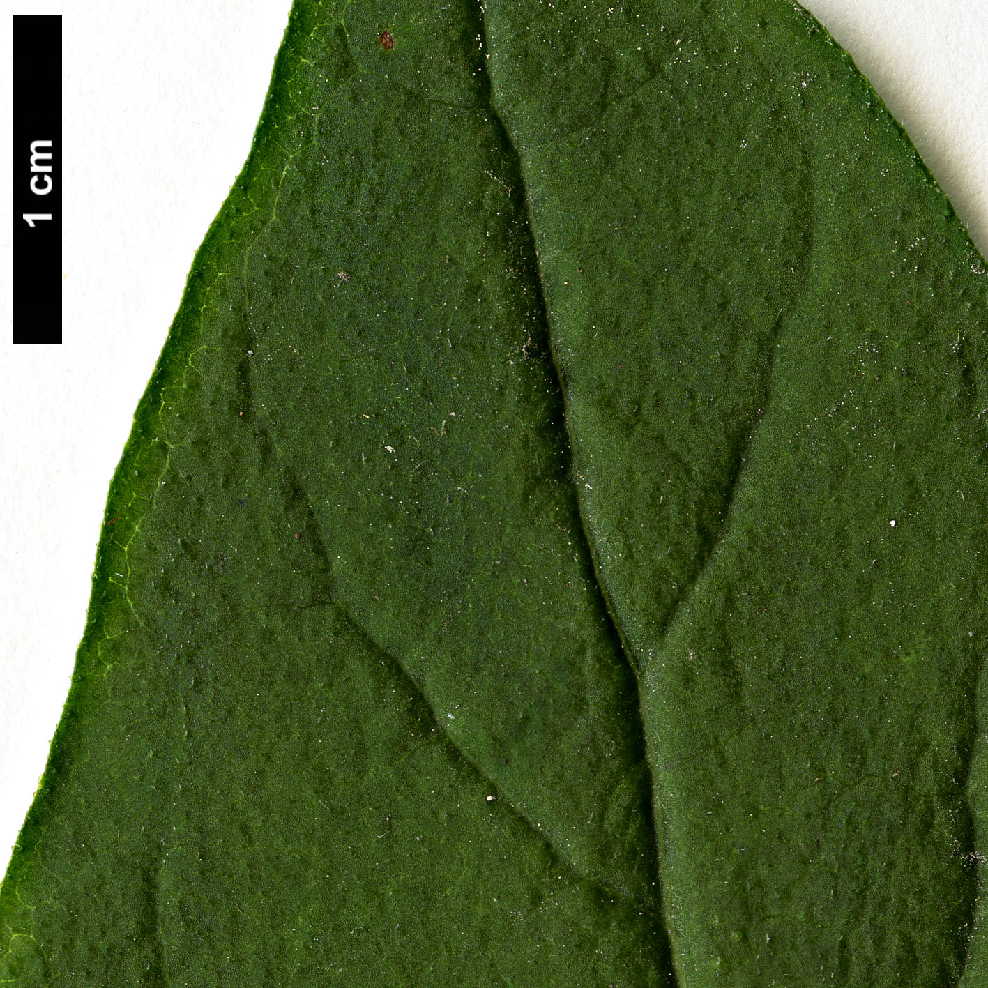 High resolution image: Family: Oleaceae - Genus: Syringa - Taxon: pubescens - SpeciesSub: subsp. microphylla 'Superba'